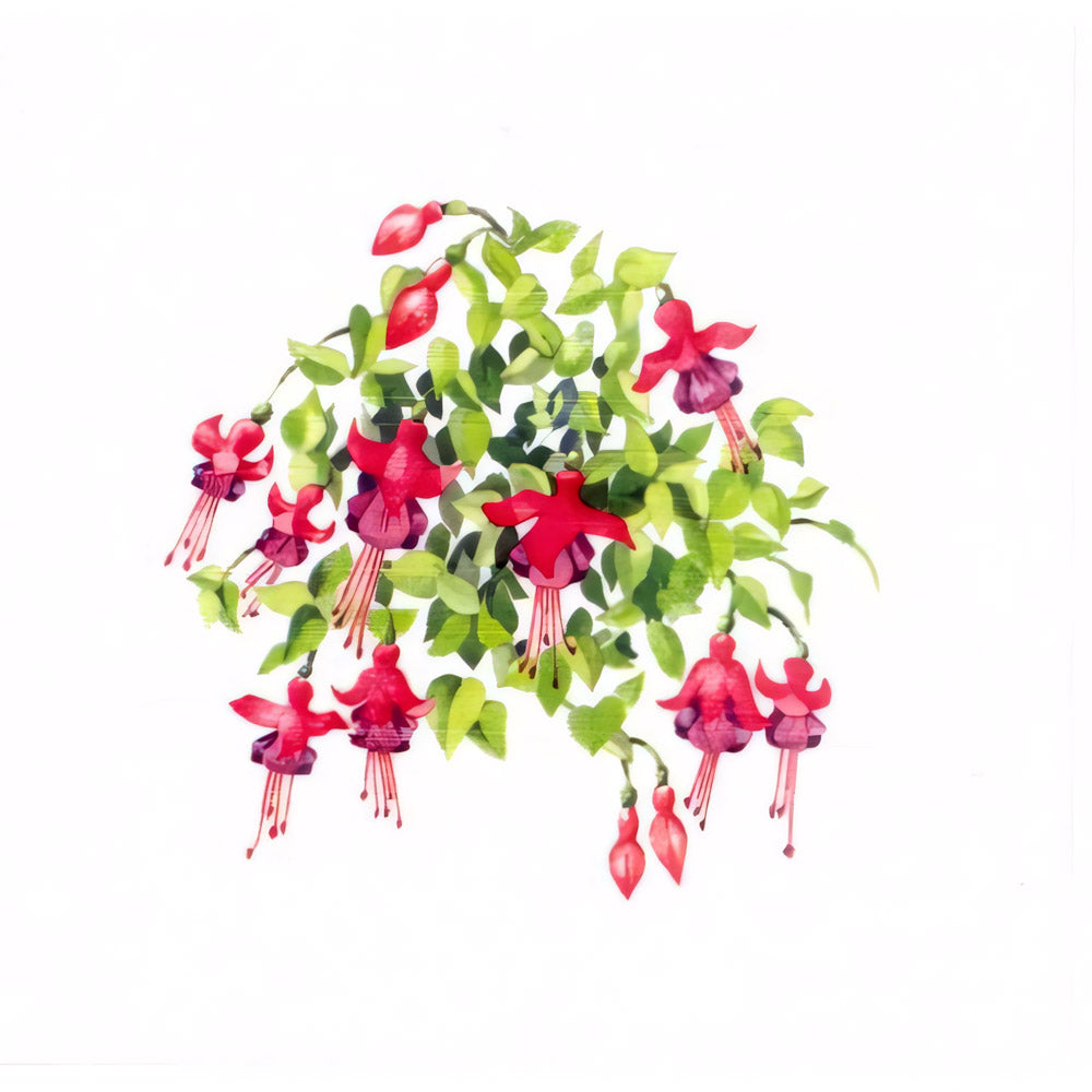 Fuchsia Note Pack