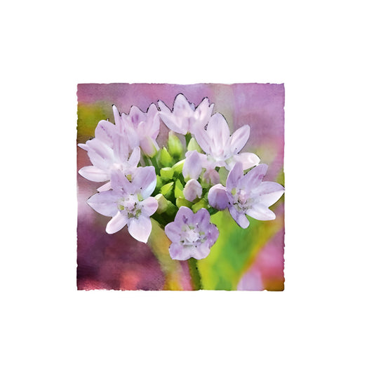 Allium Thank You Pack