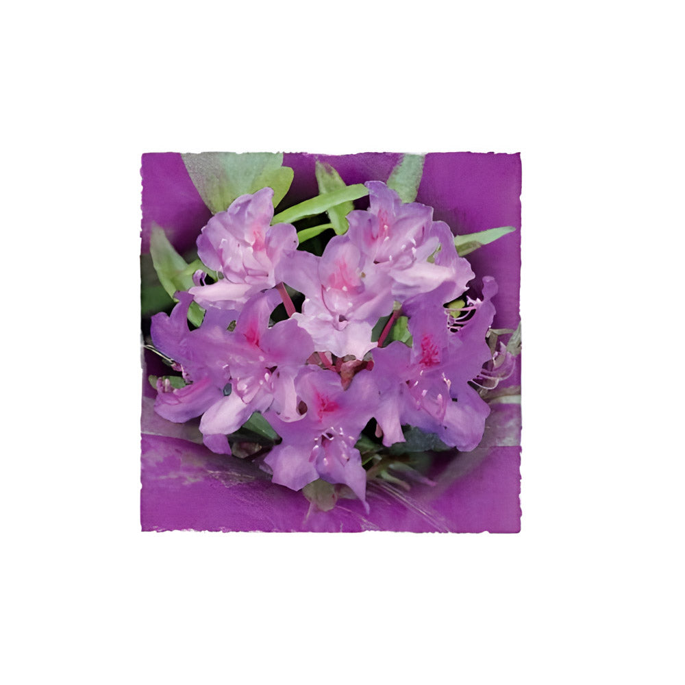 Rhododendrium Thank you Pack